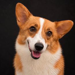 Dailey - Pembroke Welsh Corgi