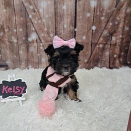 Kelsy - Black and tan female Yorkshire Terrier puppy in Albany, Minnesota from Sandy's Yorkshire Terriers