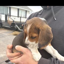 Boy 4 - Red black and white male Beagle puppy in Carthage, Missouri from Rocking H Dogs