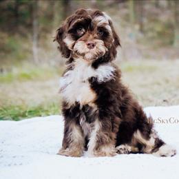 Navy collar - Merle male Cockapoo puppy in Missoula, Montana from Big Sky Cockapoos