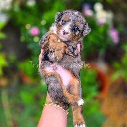 Uh-Oh - Blue merle male Aussiedoodle puppy in Centreville, Mississippi from Trin's Designer Doodles