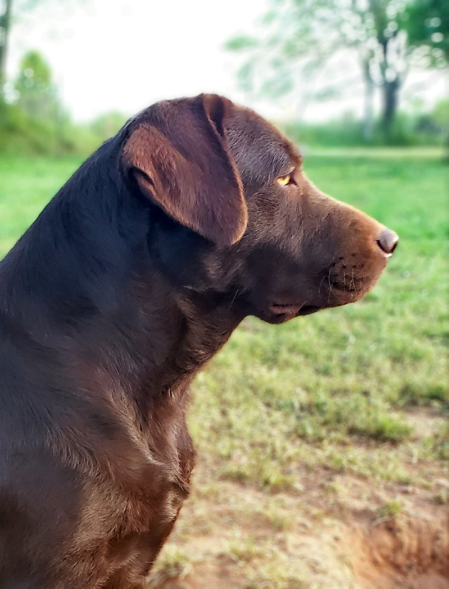 Labrador Retrievers and Siberian Huskies from Thornbury Kennel