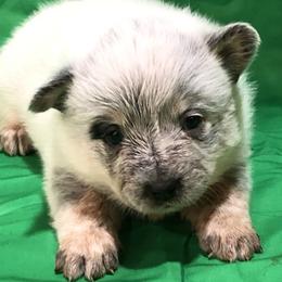 L63-03 - Blue female Australian Cattle Dog puppy in Sheridan, Oregon from 6pk Cattledogs