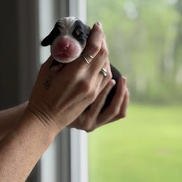 Dark purple - Black rust and white female Bernese Mountain Dog puppy in Holland, New York from Must B Buffalo Berners