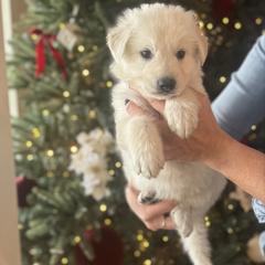 Red Male - White male Berger Blanc Suisse puppy in Brooksville, Florida from Vom Hundhaus Shepherds