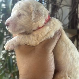 Teddy - Cream male Goldendoodle puppy in Los Angeles, California from LA’s Favorite Puppies