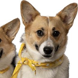Shannon - Pembroke Welsh Corgi
