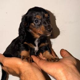 Jane - Black and tan female Dachshund puppy in Conway, Missouri from Ozark Mountain Kennel