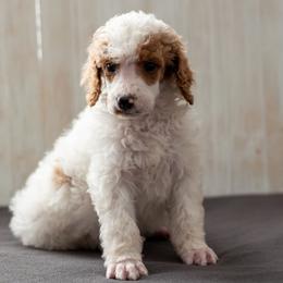Ice - Parti male Poodle puppy in Fairfield, Illinois from Positively Doodles