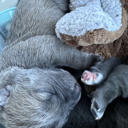 Girl 4 - Gray female Cane Corso puppy in Richmond, Kentucky from AK&J Kentucky Corsos