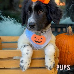 Assorted Doodle Crosses, Newfoundland, and Sheepadoodle Puppies from Sweet Creek Pups