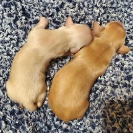 Dachshund Puppies from TNT MINI DACHSHUNDS