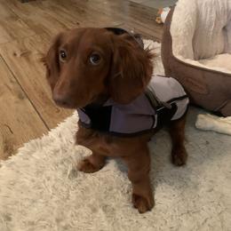 Dachshund All Grown Up from Brit’s Doxie Crossing