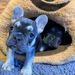 French Bulldog Puppies from Wyatt and co Frenchies