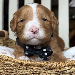 Finn- black collar - Red  male Goldendoodle puppy in Yuciapa, California from AlltheDoodlez_
