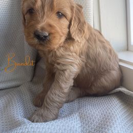 Goldendoodle and Golden Retriever Puppies from Goldie Locks Golden Retrievers & Doodles