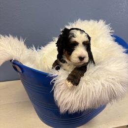 Pearl - Tri-color female Bernedoodle puppy in Waco, Texas from Doodles of Your Dreams (formerly Texana Doodles)