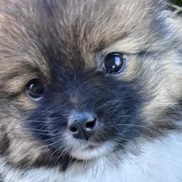 Pomeranians from Cece’s Perfect Poms