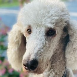 Teddy - Poodle