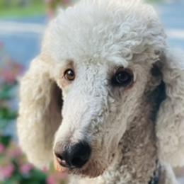 Teddy - Poodle