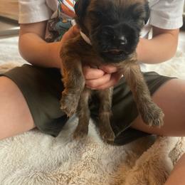Twix - Wheaten male Soft Coated Wheaten Terrier puppy in Kirksville, Missouri from BellSharps Australian Shepherds