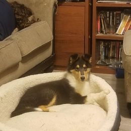 Collie Puppies from Kaslynkay's Collies