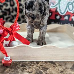 Aussiedoodle, Australian Shepherd, Bernedoodle, Cockapoo, and Poodle Puppies from Sis' Doodles & Poodles