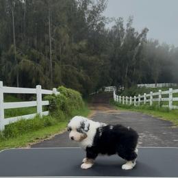 S'mores - Blue merle female Miniature American Shepherd puppy in Kamuela On The Big Island, Hawaii from Royal Hawaiian Aussies LLC