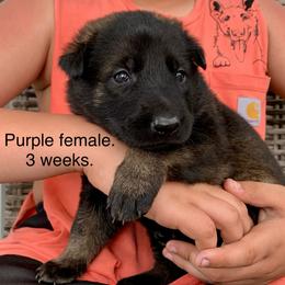 S litter - Sable female German Shepherd puppy in Effingham County, Illinois from Delaney Working Dogs