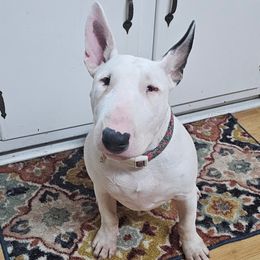 Bull Terrier puppies from Forever Young Bull Terriers