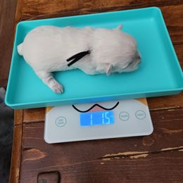 Black - White female West Highland White Terrier puppy in Vermilion, Ohio from Snowy Mountain West Highland White Terriers