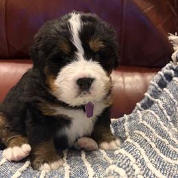 Girl 2 - female Bernese Mountain Dog puppy in Waco, Texas from Van Amburgh Family Farm - Bernese Mountain Dogs