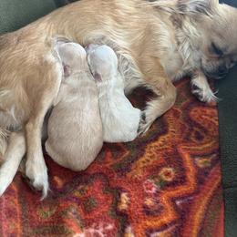 Chihuahua Puppies from Wild Mountain Chihuahuas