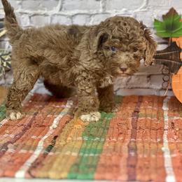 Freya - Merle female Cockapoo puppy in Moulton, Iowa from Shondel Puppy Paws