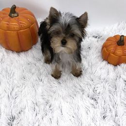 Yorkshire Terrier Puppies from The Royal Yorkie Den LLC