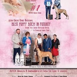 Great Dane All Grown Up from Legado Danes