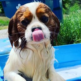 Cavalier King Charles Spaniels from Cavaliers of Lilac Creek