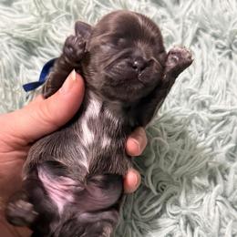 Boy 1 - royal blue collar - Blue male Shih Tzu puppy in Berkeley Springs, West Virginia from Sandridge Shih Tzus