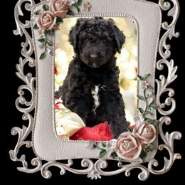 NOEL - Aussiedoodle puppy from God’s Little Aussies