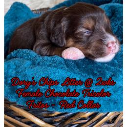 Fritos - female Australian Mountain Doodle puppy in Port Orchard, Washington from Yukon Harbor Doodles
