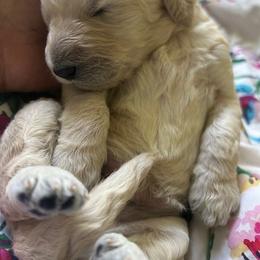 Poodle Puppies from CURLS KENNEL