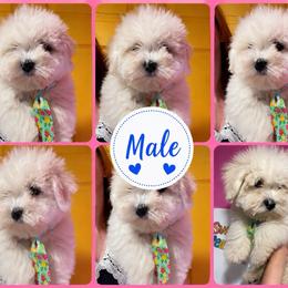 Male 4 - White male Coton de Tulear puppy in Yuba City, California from Sutter Buttes Coton De Tulear
