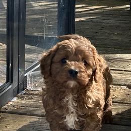 Wade - Red male Cavapoo puppy in Mint Hill, North Carolina from DoodleForever