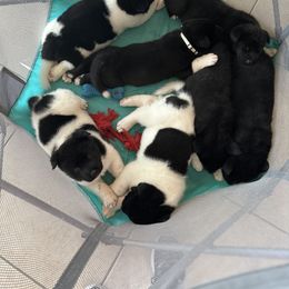 Akita Puppies from Gloe Akita's