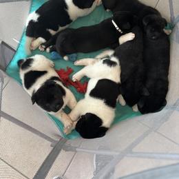 Akita Puppies from Gloe Akita's