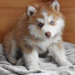 Pomsky Puppies from Foxfire Arctic Spitz