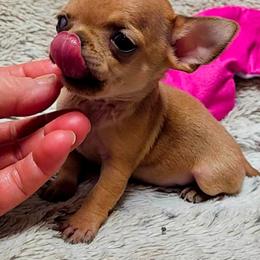 Rosie Posie - Fawn female Chihuahua puppy in Ligonier, Indiana from Country Charm Chihuahuas