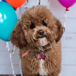 Maui - Goldendoodle