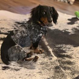 Dachshund All Grown Up from MB’s Dachshunds