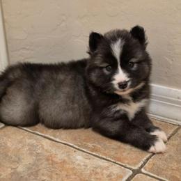 Power - Agouti and white female Siberian Husky puppy in Buckeye, Arizona from Anime Huskies